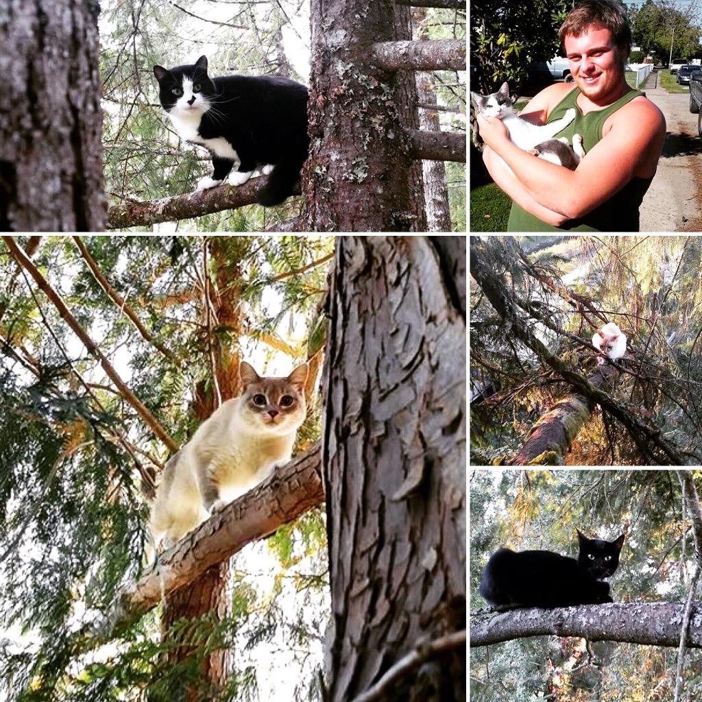 canopy cat rescue on twitter meet adolf butthead ana peckerhead