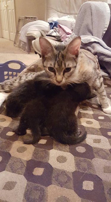 foster mamma found. Crisis averted. http://t.co/LMsVlIhQQO<a href="/tag/camgirl"class="tags"><span>#camgirl</span></a><a href="/tag/manyvids"class="tags"><span>#manyvids</span></a>