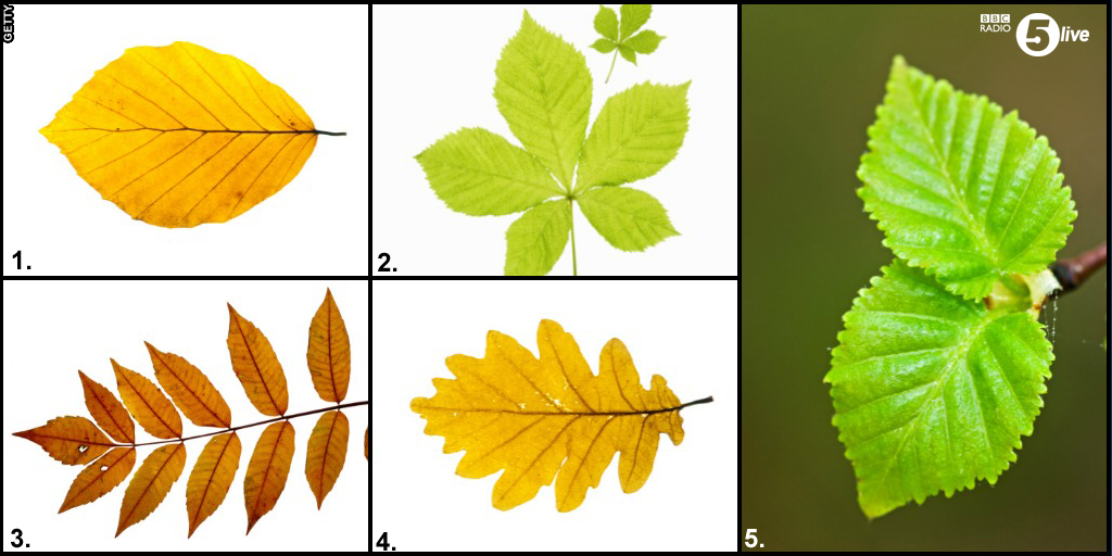 bbc5live's tweet photo. Can’t see the wood for the trees: Only 1% of people can recognise Britain’s most common trees, can you? http://t.co/XNXLYj184R