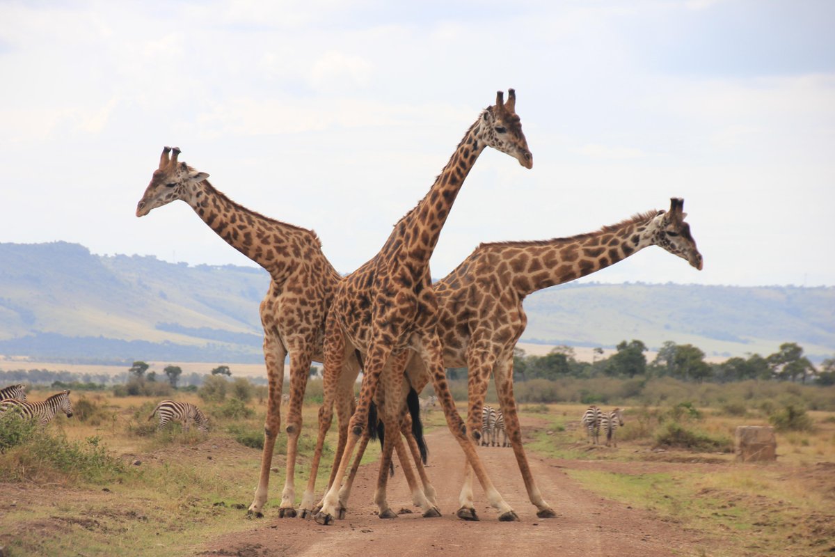 eawildlife's tweet photo. #FunFriday "Its a Scratch my back i scratch yours" situation with these lovely giraffes. #ConservationIsFun http://t.co/1FzwCIf2wN