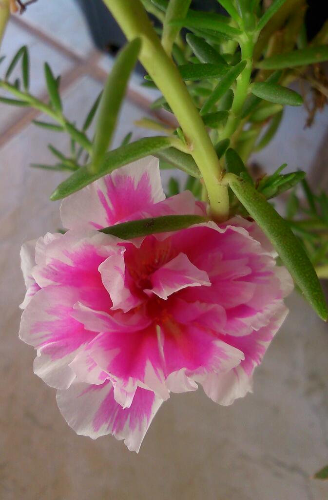 Um ótimo dia a todos betas