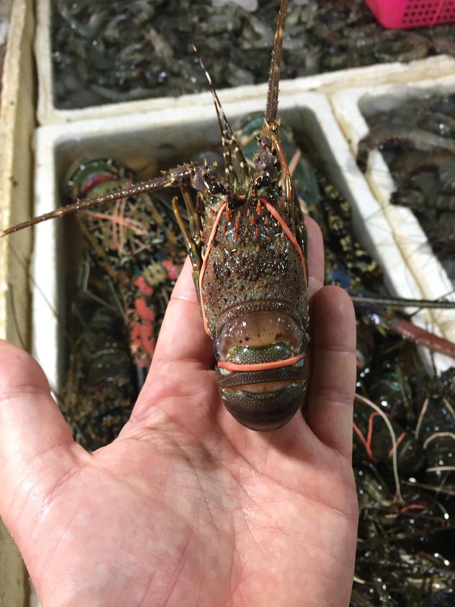 Got_Sole's tweet image. Got some work to do over here in #Indonesia. #Undersize