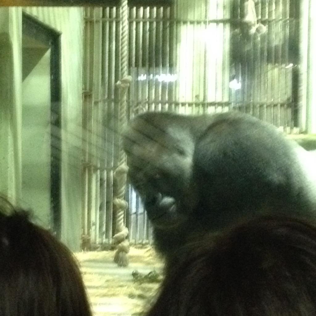 あゆき 子供ゴリラがガラスを叩いたので様子を見に来たイケメン 結婚式カップルのために顔を出したイケメン シャバーニかっこいいよ Http T Co Yh7z5boerh