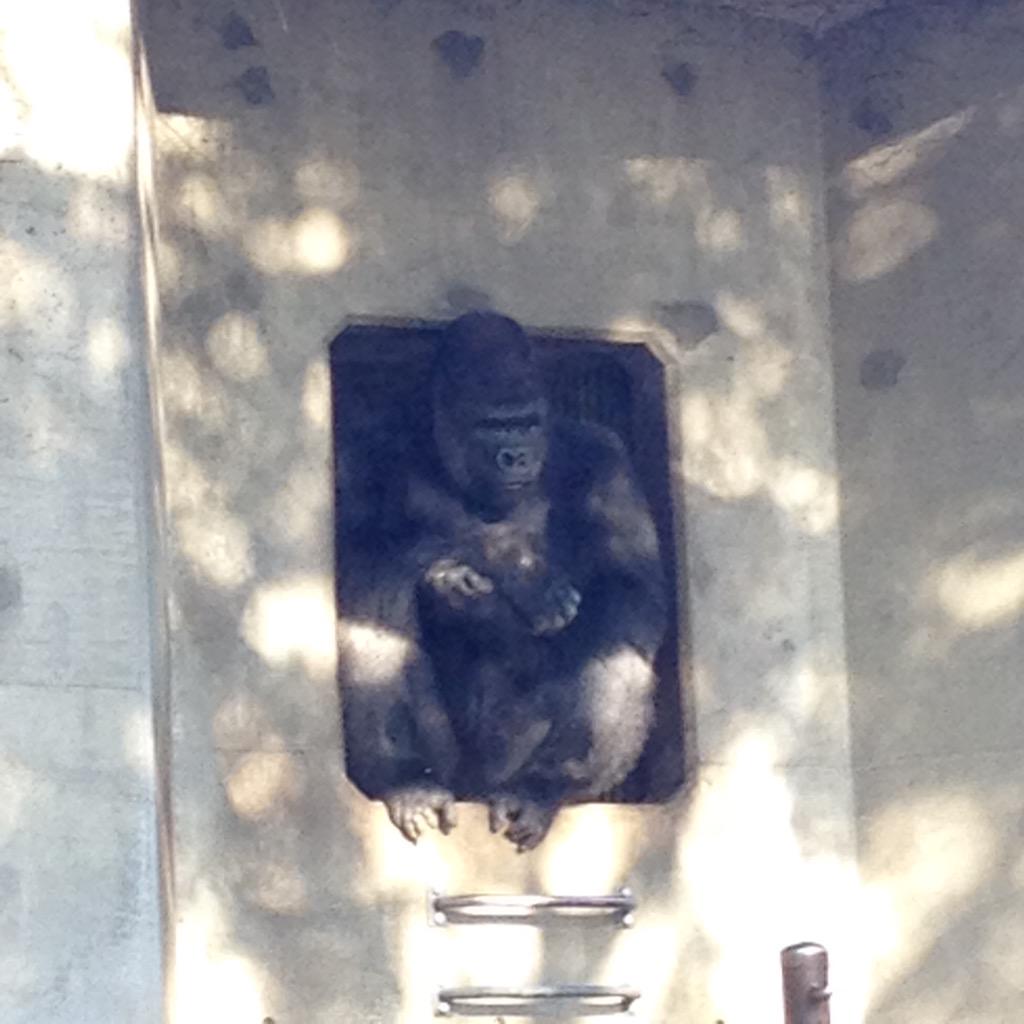 あゆき 子供ゴリラがガラスを叩いたので様子を見に来たイケメン 結婚式カップルのために顔を出したイケメン シャバーニかっこいいよ Http T Co Yh7z5boerh