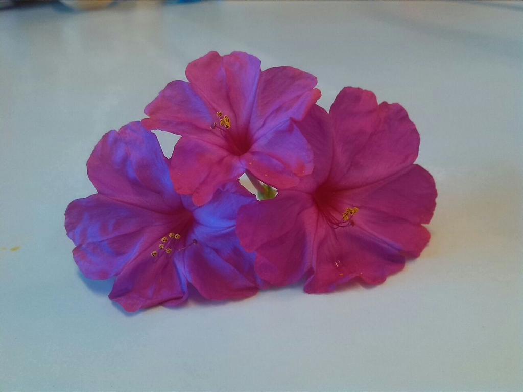 losbinarios's tweet photo. Práctica de la flor con las flores Don pedros #3EIBilFlor @ladeciencias http://t.co/yZ4Vcjt8Bs