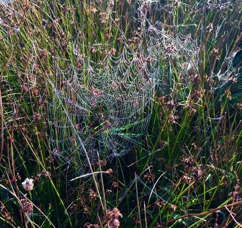 lancswitch3's tweet photo. Meadow is full of spiders webs &amp; this one has an incumbent spider for once! #findthespider http://t.co/2UUuIVSUY3