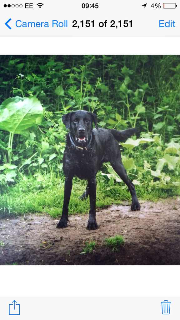 ekaren84's tweet photo. karen added a dog in #DogLand - http://t.co/MylAuCY6iN #doglandapp http://t.co/o8ycznJisd