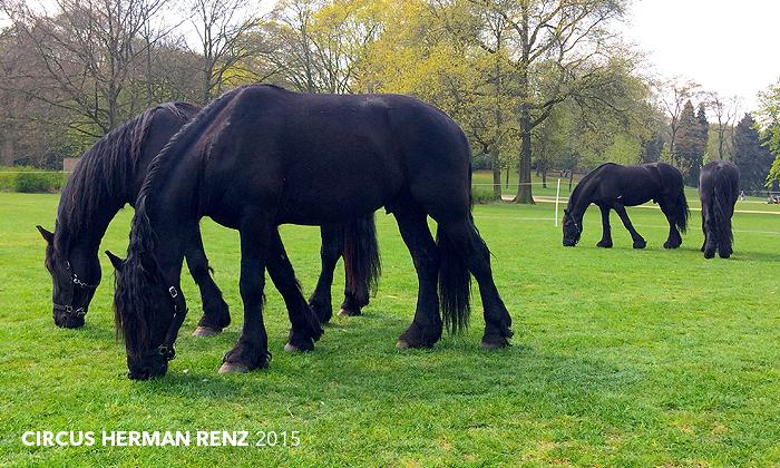 Circus Herman Renz tweet media