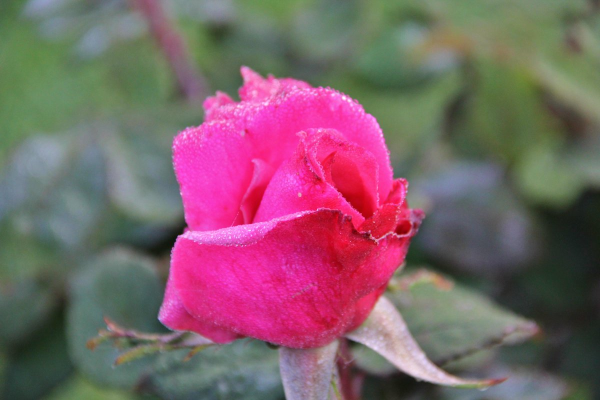 LauranceWines's tweet photo. Spring is here at @LauranceWines rose garden! http://t.co/vxInNXoVUd