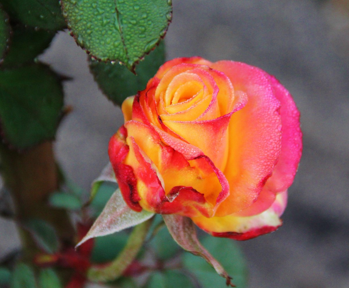 LauranceWines's tweet photo. Spring is here at @LauranceWines rose garden! http://t.co/vxInNXoVUd