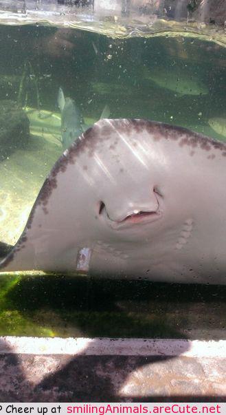 NaNanidemo's tweet photo. #cute #aww #adorable #smile #animals - http://t.co/a9pctC32To http://t.co/r1Y7LtGY3a