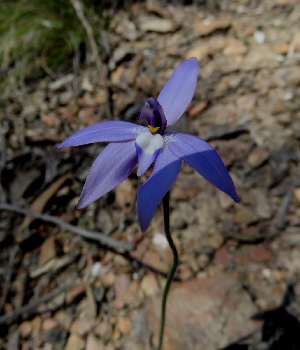 StuartWilliams_'s tweet photo. Waxlip Orchid, Glossodia major, at Glenlyon in Victoria. #ozplants #Orchidaceae http://t.co/1J2GgCf7zQ