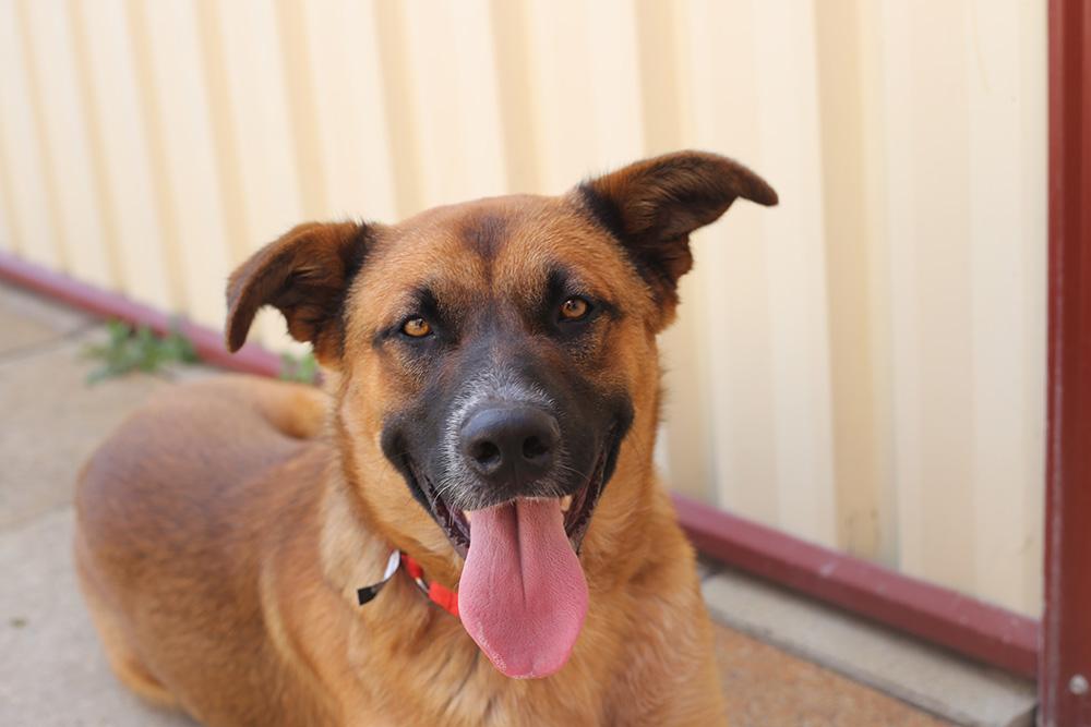 DogsRefugeHome's tweet photo. #TGIF! Handsome Harley would love to meet you this weekend! #adoptme #dogsofperth #perthweekends @tweetperth http://t.co/RrkpinKdcY