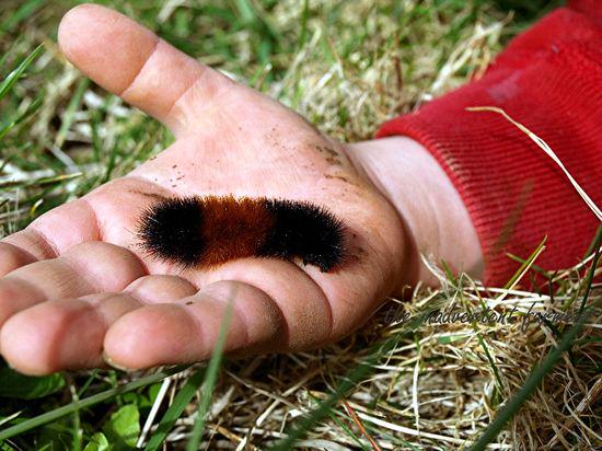 Become an insect detective on a bug hunt tomorrow at 11:30am with local expert Tony Smith!

bnhc.org.uk/festival-of-na…