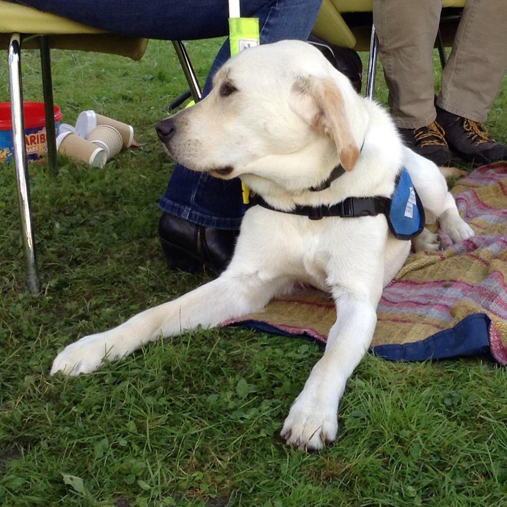Union_Soton's tweet photo. #dawglyf @GDFunSoton #MeetTheGuideDogs #SotonFreshers http://t.co/CH5Y6cxjEf