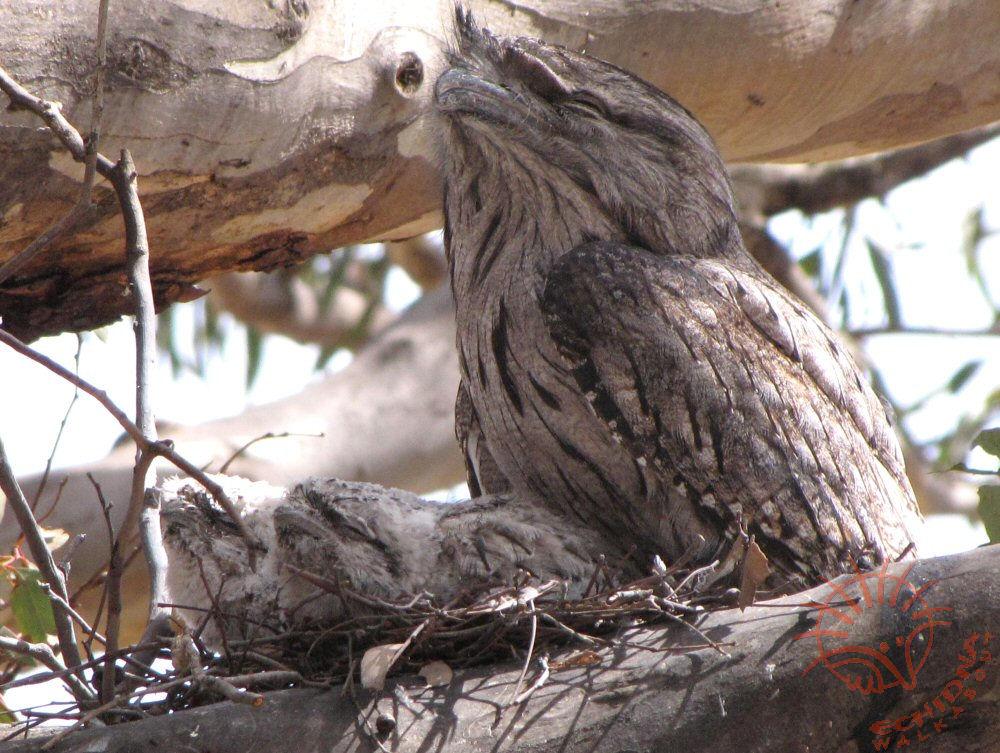 EchidnaW's tweet photo. These chicks are already learning the Tawny Frogmouth cryptic posture: beak up, elongated body  #TawnyFrogmouth week http://t.co/bStSJrUqCT