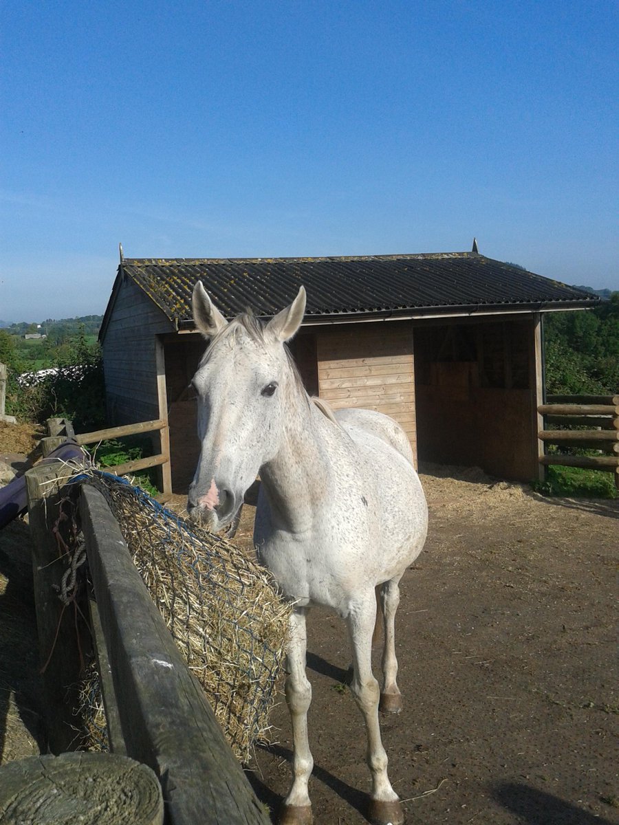 Our gorgeous SWHP Breeze, chilling out this morning!