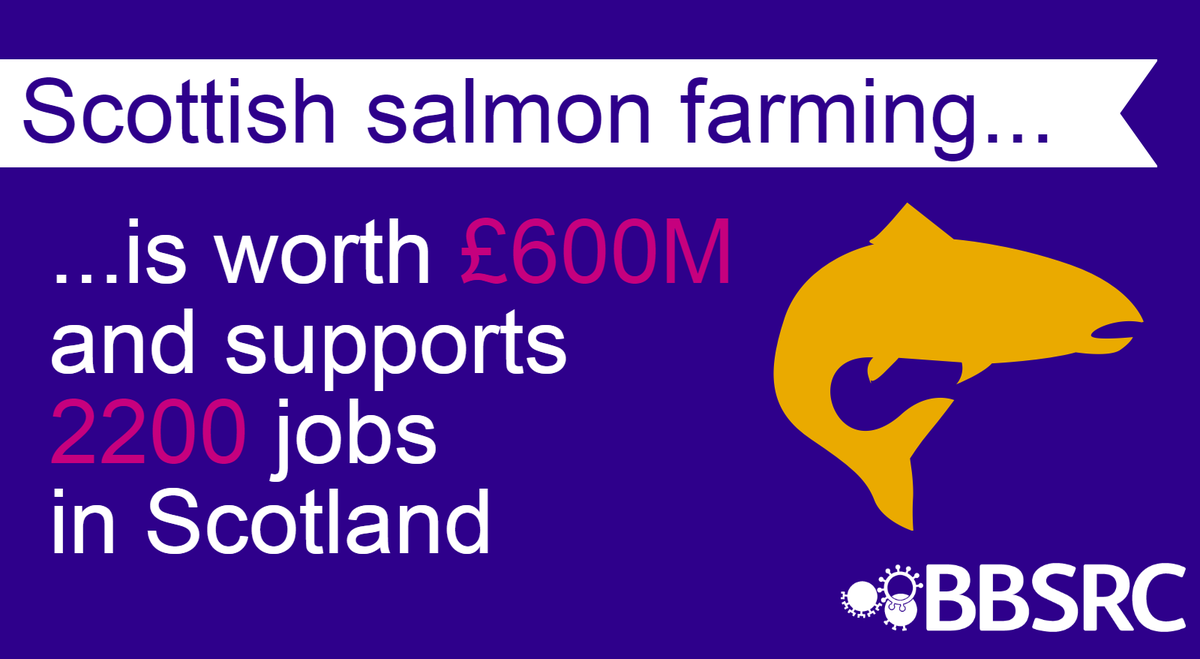 BBSRC's tweet photo. Our impact: research cuts farmed #salmon disease epidemic deaths from 25% to nearly zero http://t.co/XTiTA73aN1 http://t.co/fxqGx2fNvX