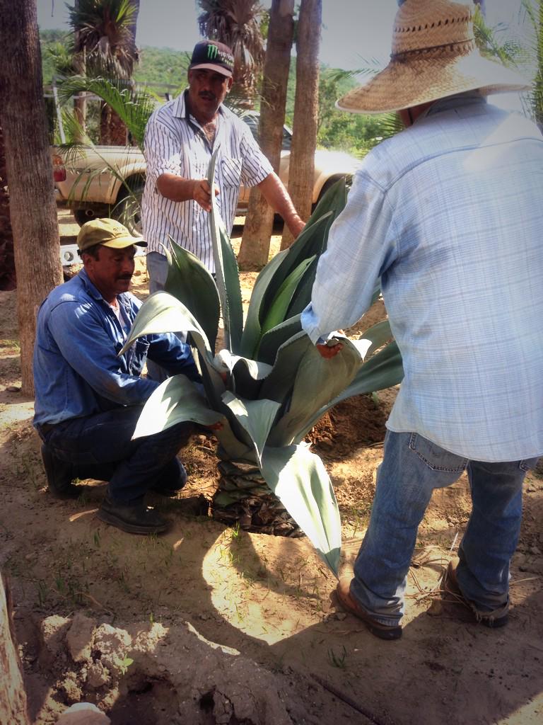 Tenemos nuestra primera agave azul! #agave #mexico #AcreBaja