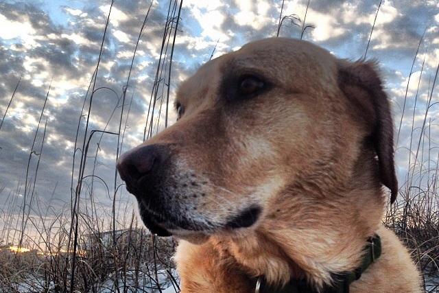 gardenandgun's tweet photo. Only two more weeks to enter our #GoodDog photo contest and vote for your favorites. http://t.co/SDctzmV3vu http://t.co/vsvhgJDMxX