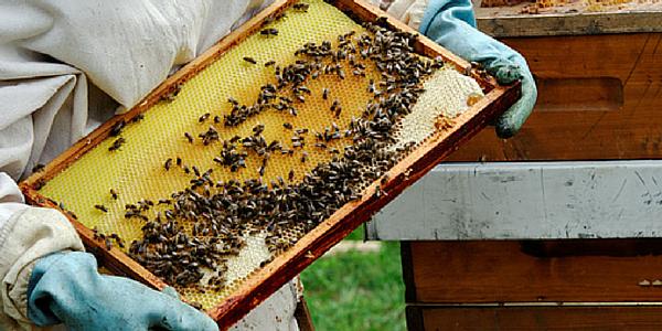 TopCommonGround's tweet image. Bees play an important role in food chain &amp;amp; also bring communities together. buff.ly/1M5l0KG via @Food_Tank