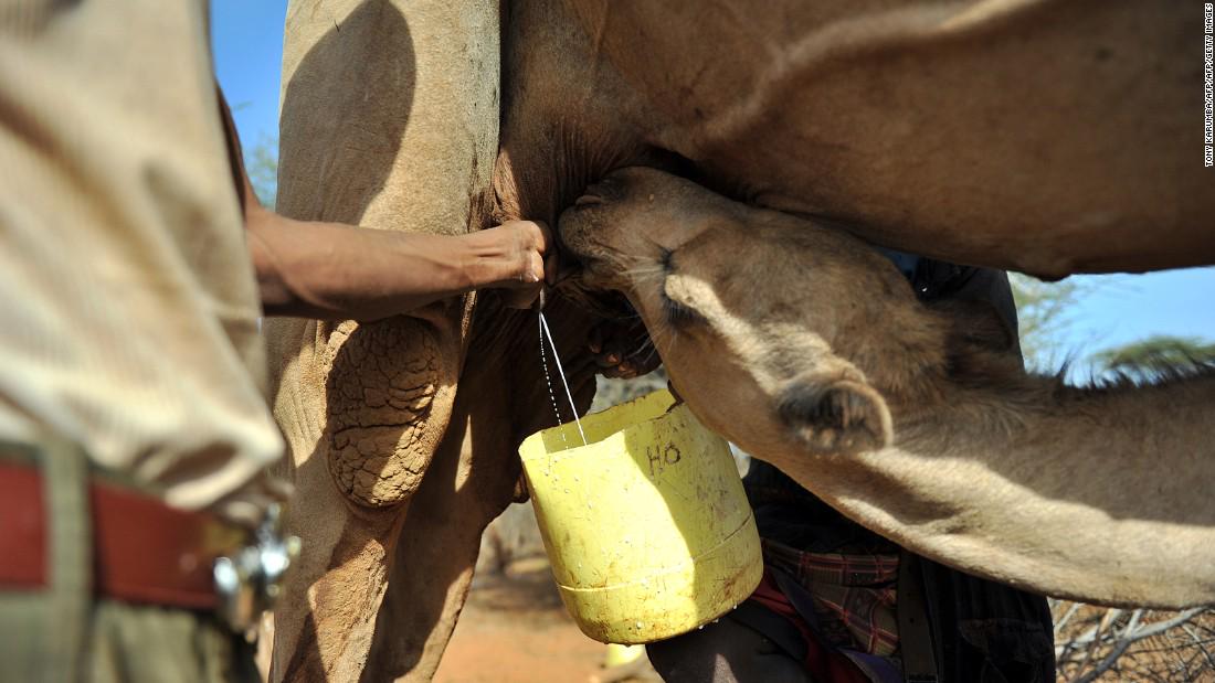8 things you didn't know you could do with milk: cnn.it/1MO96HQ <a href="/CNN/">CNN</a>