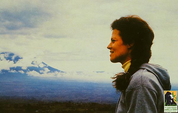 Happy birthday to our honorary chairperson, Sigourney Weaver! We appreciate all you do for mountain gorillas! 