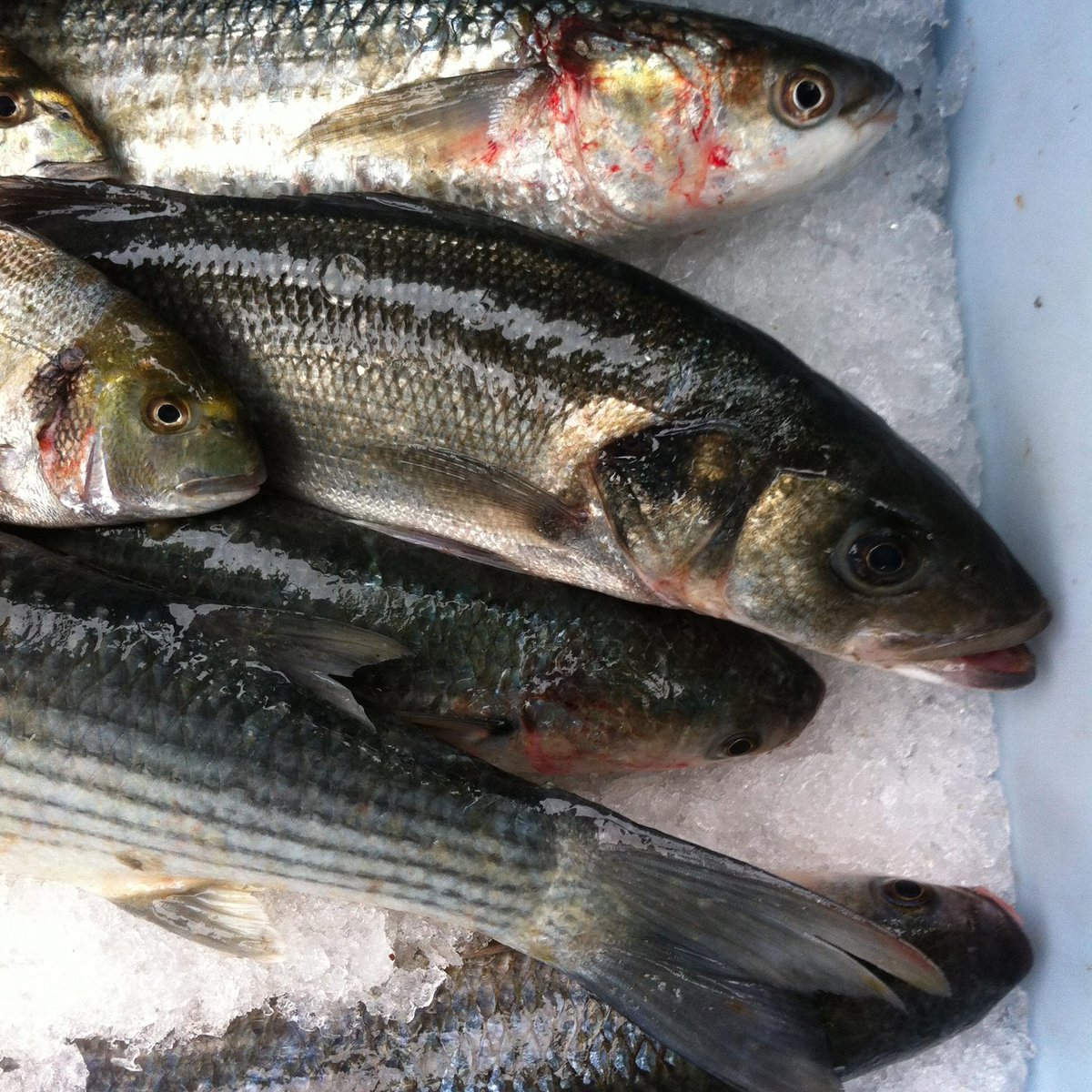 Looking forward to seeing what <a href="/FreshFromBoat/">FreshFromTheBoat</a> brings to our market tomorrow morning. Local, sustainable fish.