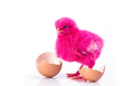 k_upload's tweet image. If you too have a #photo of a pink chick #host , come on k-upload.fr  storing your #images @k_upload