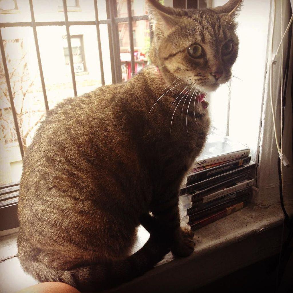 Chatchatcatcat's tweet photo. Jajajajaja QUE!!!??! #chuli #lanewyorkina #cat #catlover #suprised #what #comow #que #gata #thelady #lagorda #Insta… http://t.co/kbqlg3C2ld