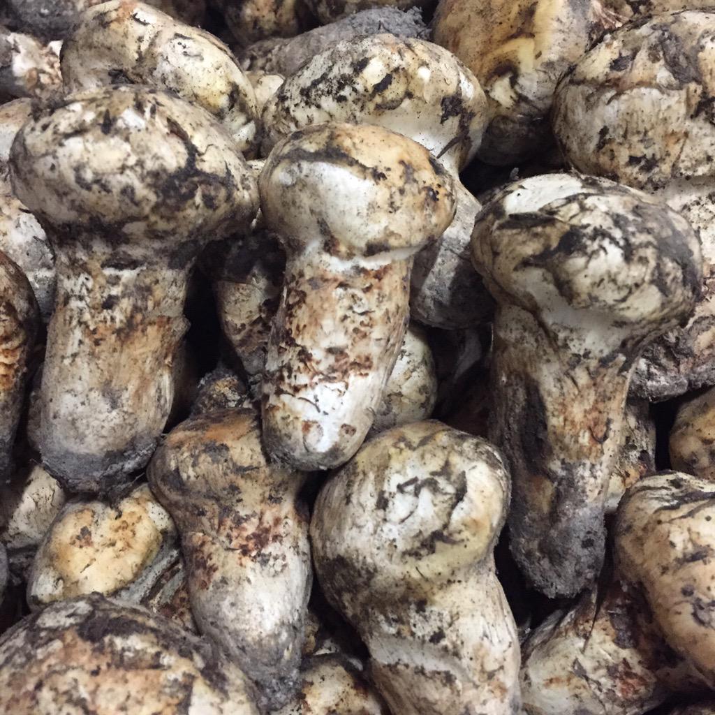 ForagedFresh's tweet photo. This morning's #matsutake #mushrooms #wildfood http://t.co/PspQCPp8mh