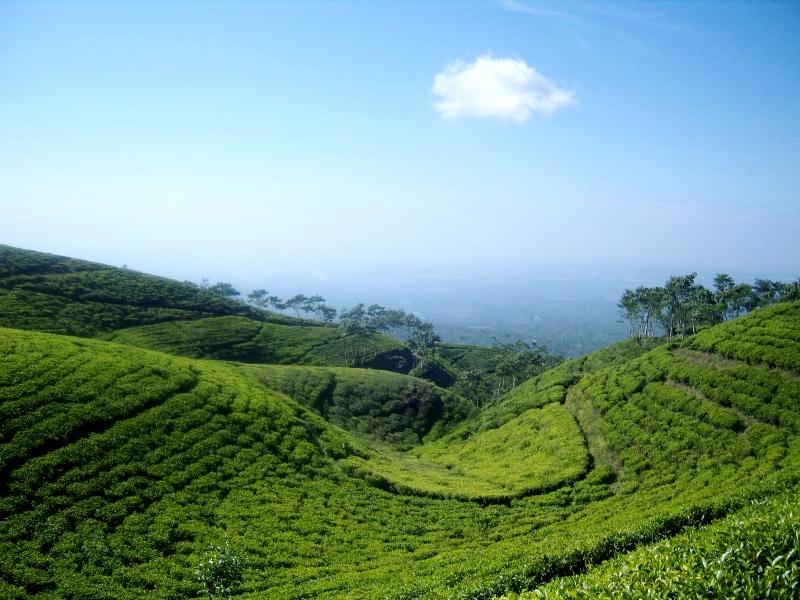 lintangbuana's tweet image. Kertowono gucialit tea garden located in the district Lumajang, East Java #indonesia #kertowonoteagarden #visitjava