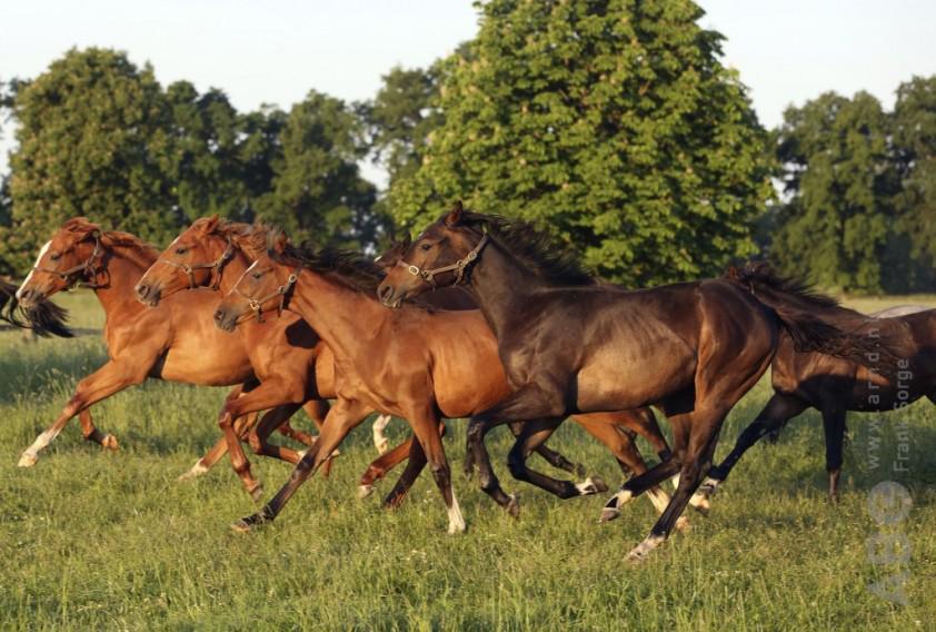 Nieuws -  Sectorraad Paarden ontwikkelt welzijnslabel dlvr.it/CKnl3c