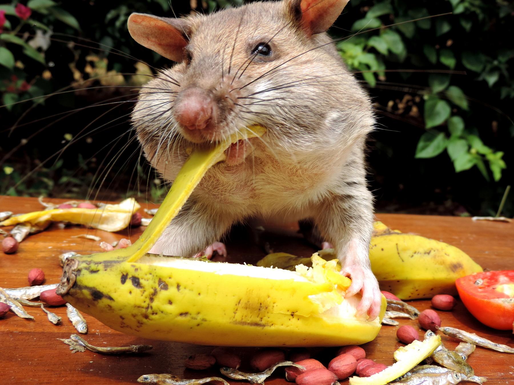 Banana rat deals