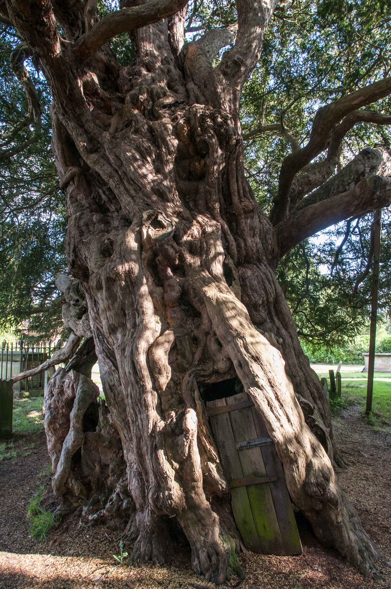 The Tree Council tweet media