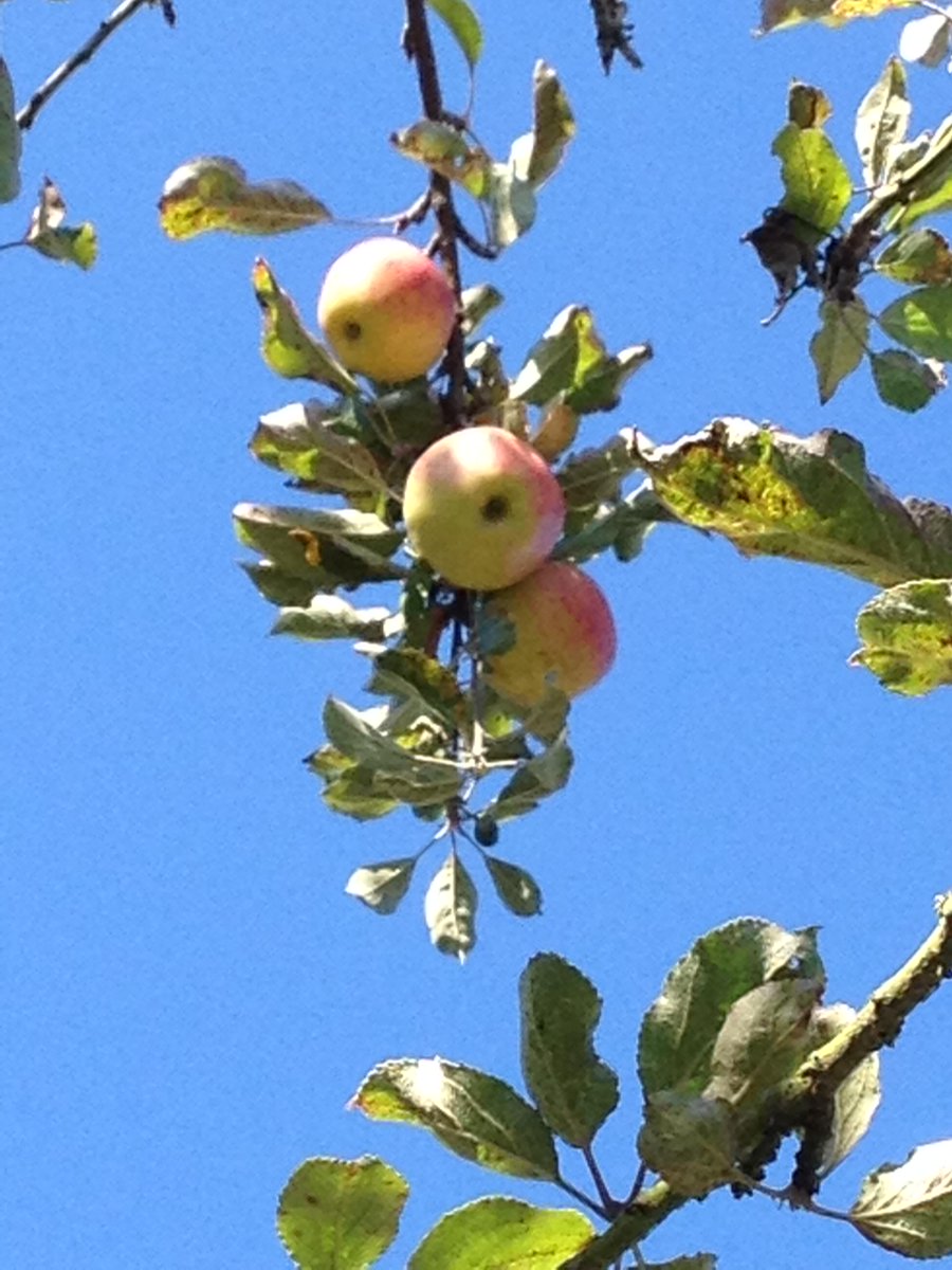 Weather set fair for the Apple Affair this weekend <a href="/westdeangardens/">West Dean Gardens</a> , 5 minutes from Hunters Lodge <a href="/hunterslodgechi/">Hunters Lodge</a>