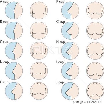 胸のカップ数で見た目は変わる カップサイズ別 A B C D E F G に大きさとシルエットを比較 宮ちゃんのナイトブラ