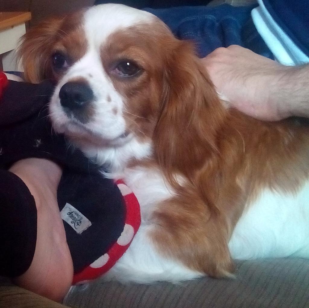 RionaRm's tweet photo. @TheJamesMC do you like dogs? If so my cavalier king Charles Spaniel is having puppies here's a picture of my dog http://t.co/789JeVj52Z