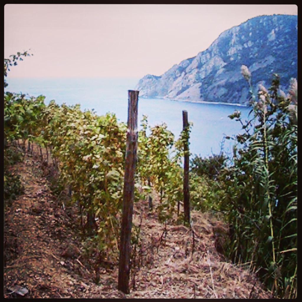Liquid4Learning's tweet photo. Domo arigato, let's drink Pigato. This Ligurian Italian white is perfect w/ Seafood. #Italianwine #pigato #liguria http://t.co/G5TOs7z9FR