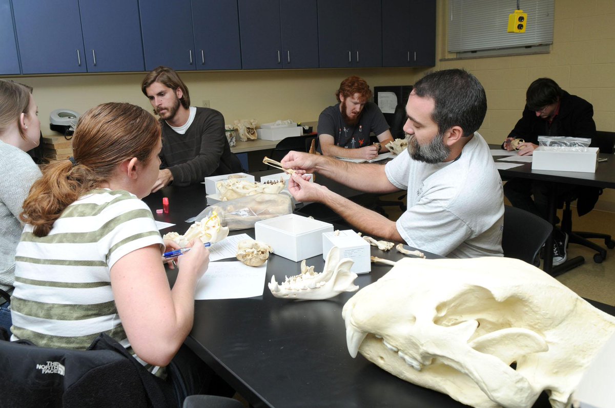 RedPandaNetwork's tweet photo. New paper out re: size differences in male/female #redpanda fossils @ #GrayFossilSite http://t.co/J8uM1eLdJx http://t.co/N1VhnIUvC1