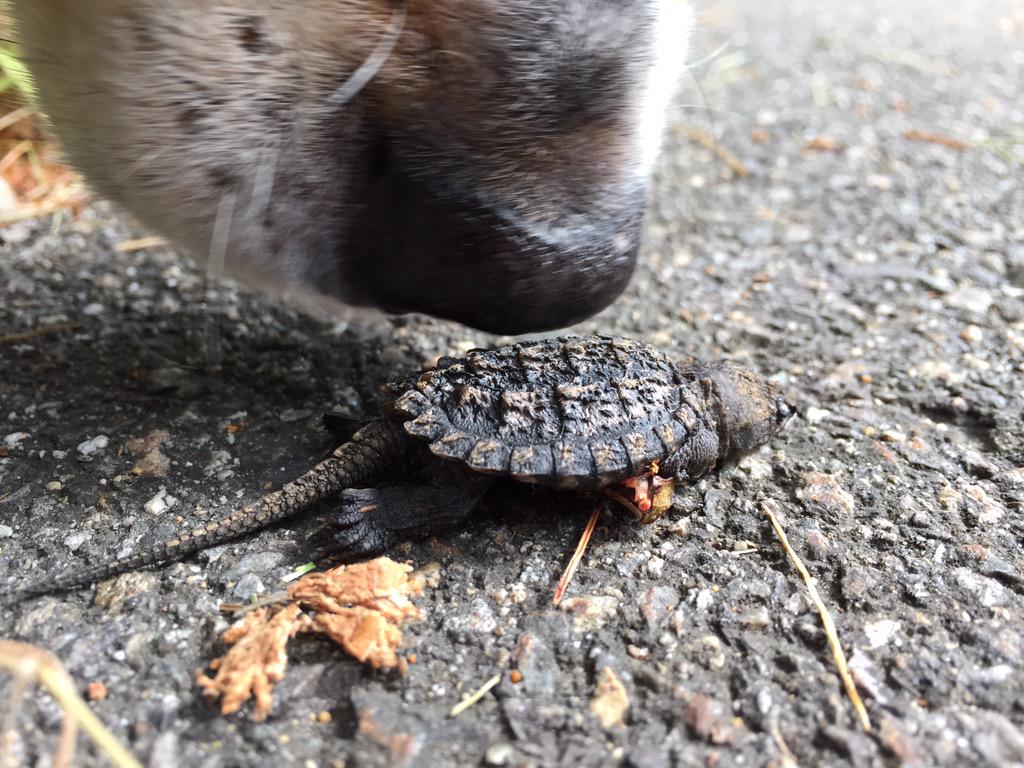 Sadly, Sandy found another dead baby turtle today. Keep an eye out! #turtlecrossing