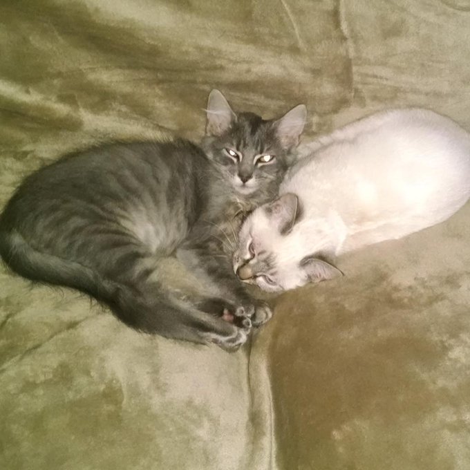 Purrrr 😻 http://t.co/rplUmVneKx<a href="/tag/thebigleap"class="tags"><span>#thebigleap</span></a>