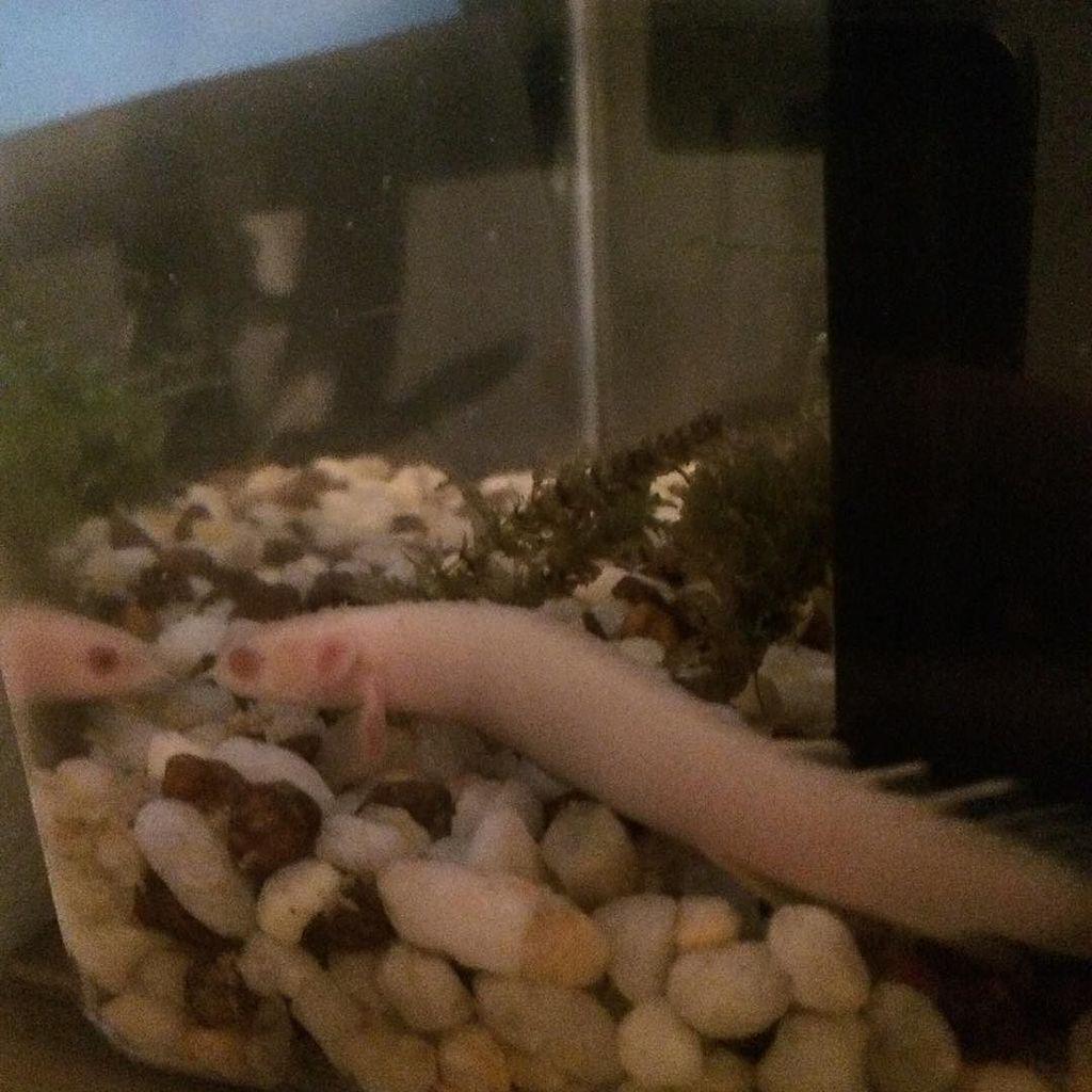 Akvaristan's tweet photo. #akvaristan #aquarium #akvaryum #aquarien Is that a fish?!? Oh yea I have one of those now #fish #aquarium #fishare… http://t.co/5cQh0GLAW6