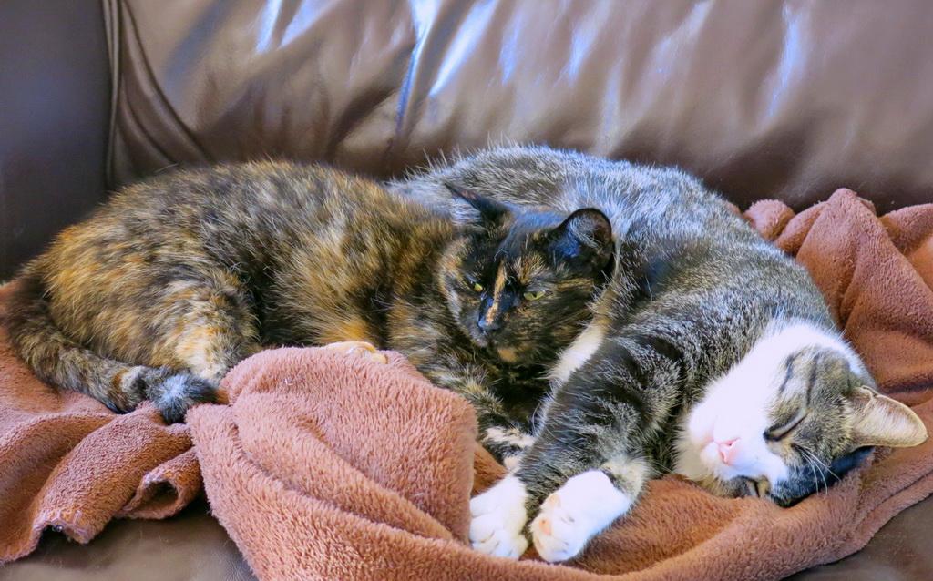 AnneHolford's tweet photo. DM@Will_Holford  See who owns the sofa now! http://t.co/gH91TgoD6V