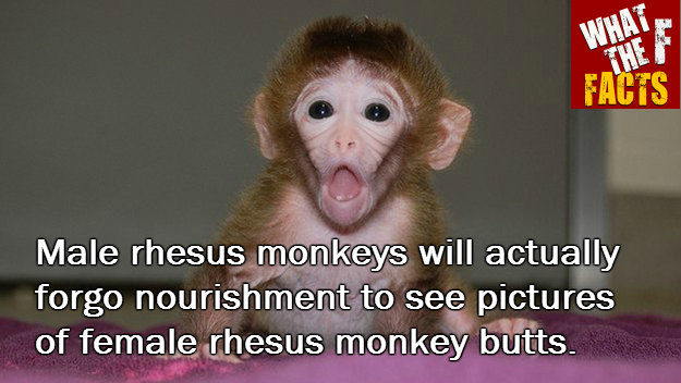 Humans aren't the only ones who like to look at butts. Here are 15 more #WTF animal facts. bit.ly/1MOoeF9