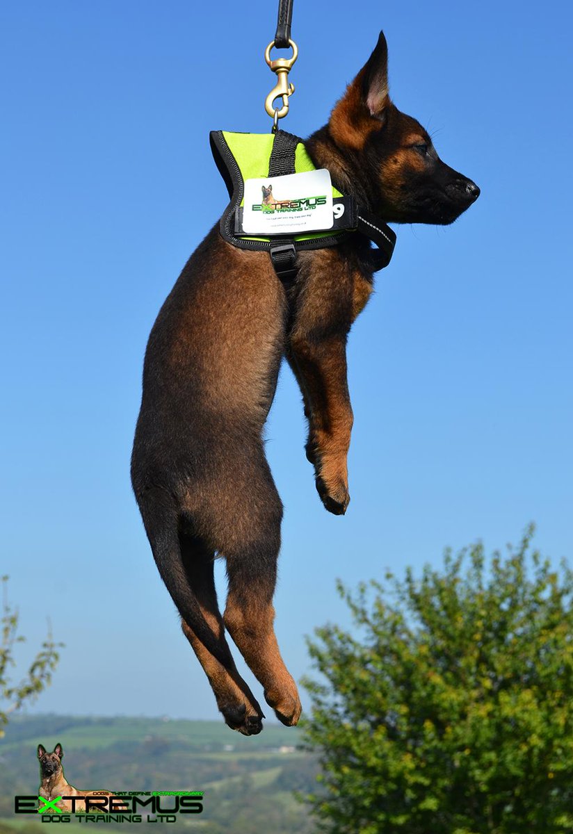 DarrenPriddle's tweet photo. @daryllpleasants Rogue learning the ropes as a rappelling rhino protector #animalssavinganimals #extremusdogtraining http://t.co/98LShTfI7G