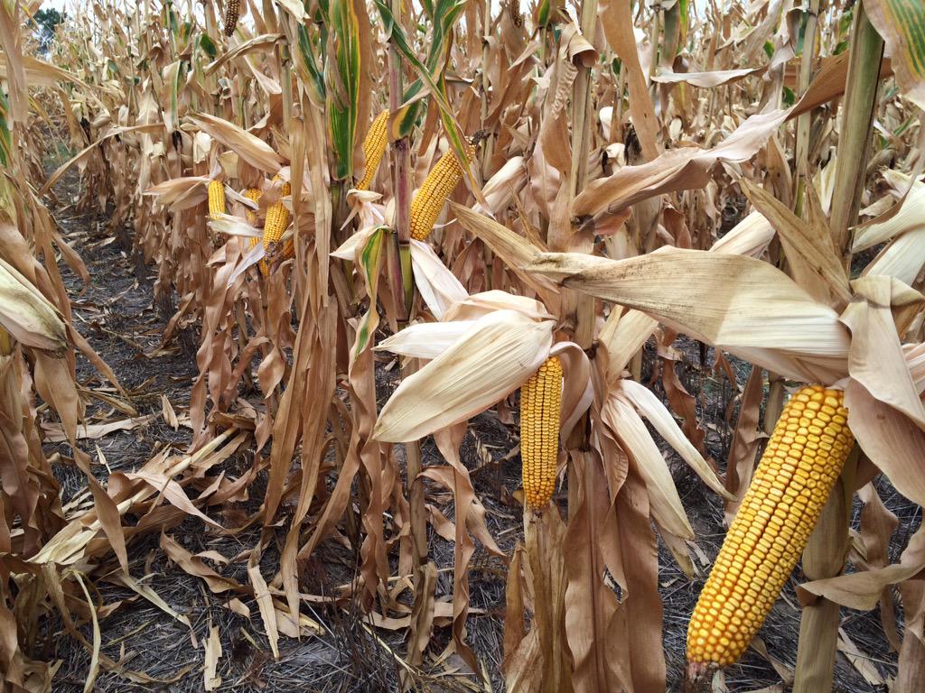 ChannelSeed's tweet photo. RT @GodseyDerek: Dryland corn 198-00 @ChannelSeed in Phillips County. 14k pop. Doing what a #droughtguard does best. http://t.co/k00hldQOrX