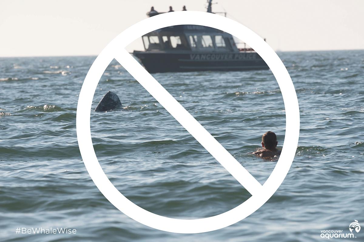 PortVancouver's tweet photo. RT @vanaqua: It may look tempting, but don’t even think about it #BeWhaleWise http://t.co/lvcSmOFdjp http://t.co/JpJ0BaXYJy