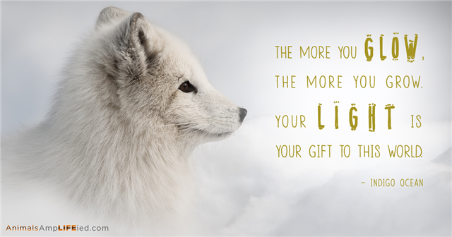 ChiroRadDoc's tweet image. "Nothing can dim the light that shines from within." Maya Angelou bit.ly/1j5CKyO