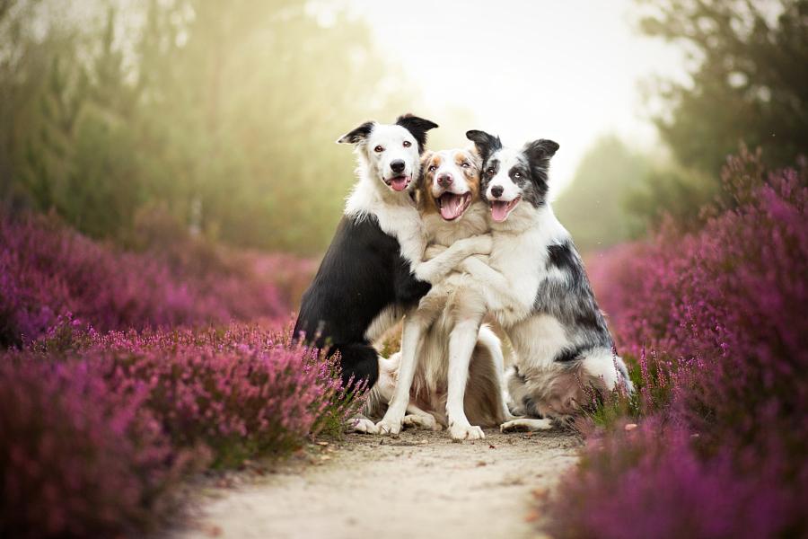 500px's tweet photo. 😄 Happy #WorldSmileDay from the #PetsOf500px! 🐾 See more #happy animals: https://t.co/0VMutltxMZ http://t.co/wQxXneHxqz